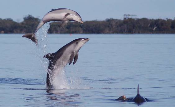Locals spot rare dolphins