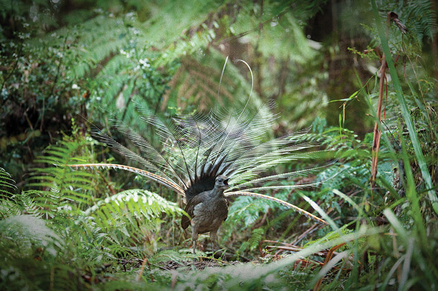 The message of the lyrebird