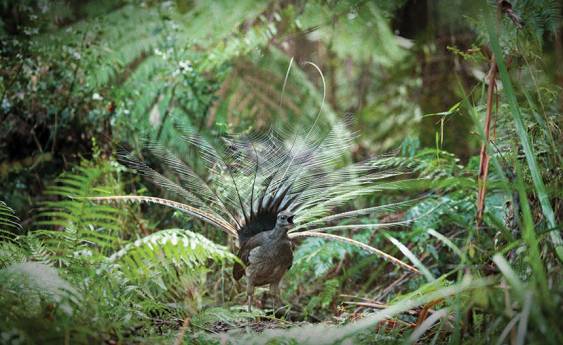 The message of the lyrebird